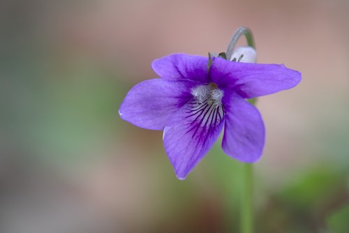 nature  plant  flower