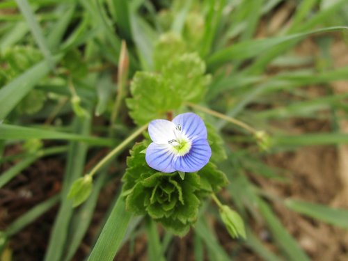 nature  plant  leaf