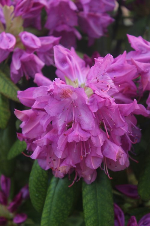 nature  flower  garden