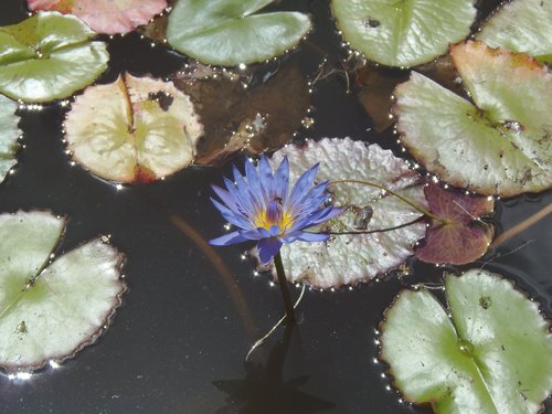 nature  flower  leaf