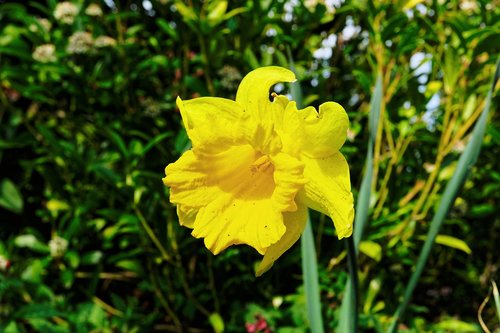 nature  plant  flower