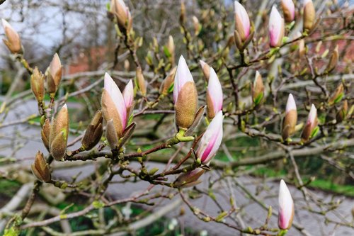 nature  flower  plant