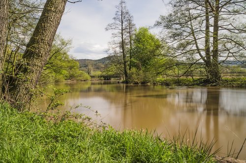 nature  waters  tree