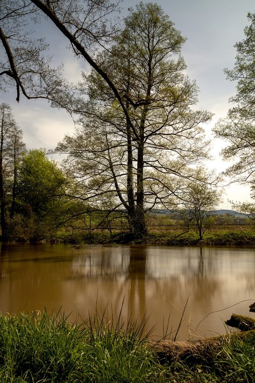 nature  tree  landscape