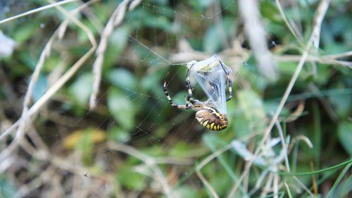 nature  insect  animal