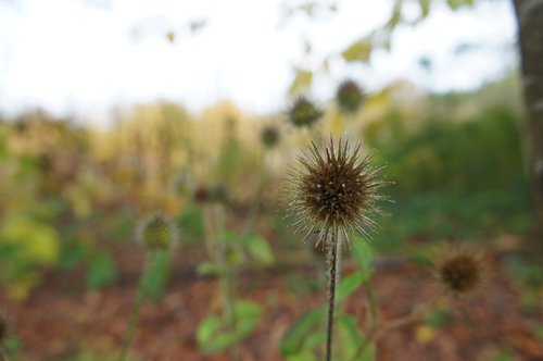 nature  plant