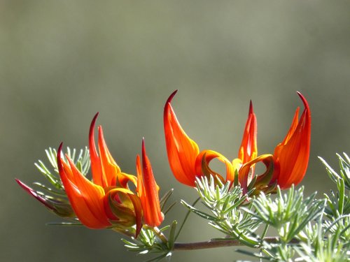 nature  flower  plant