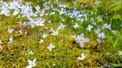 nature  flower  flora