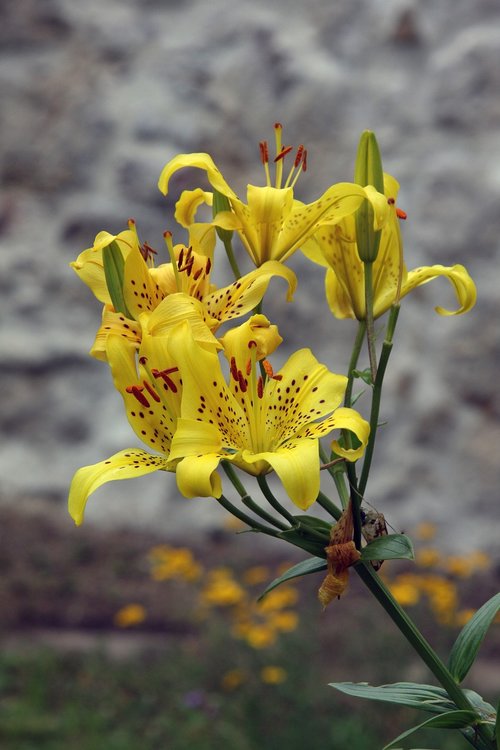 nature  plant  flower