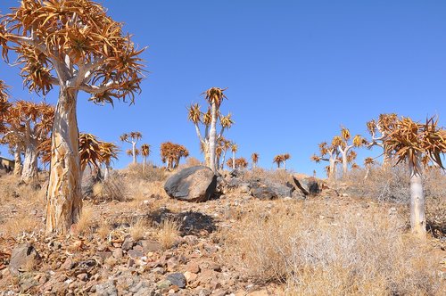 nature  dry  tree