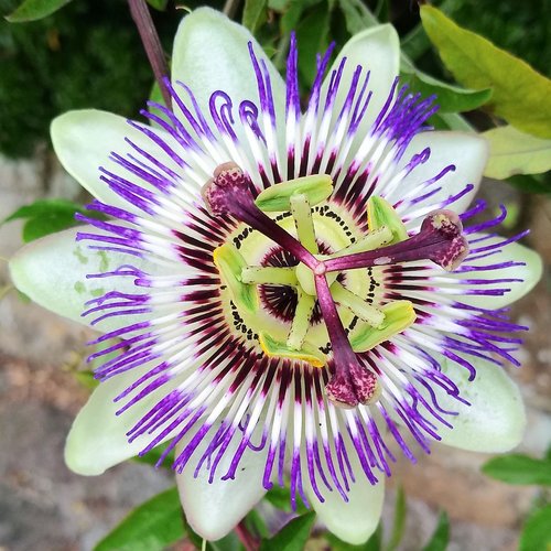 nature  flower  plant