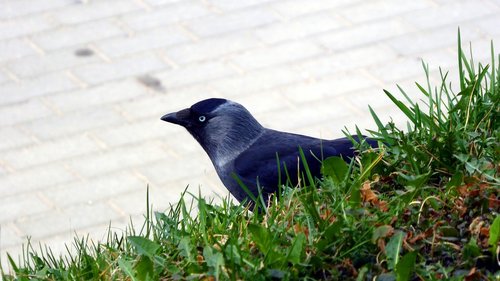 nature  birds