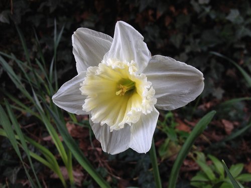 nature  flora  flower