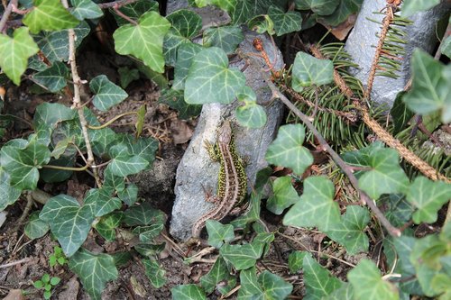 nature  plant  leaf