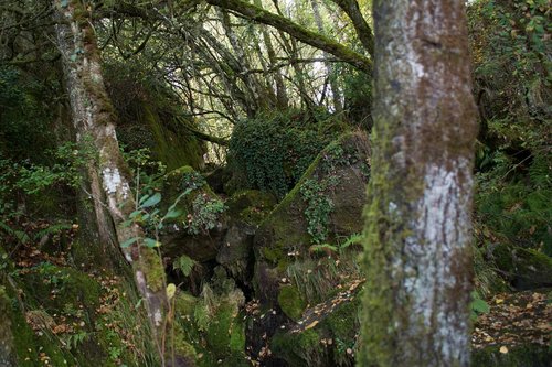 nature  wood  tree