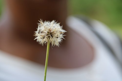 nature  plant  flower