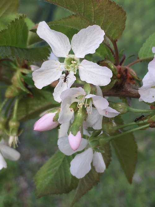 nature  flower  leaf