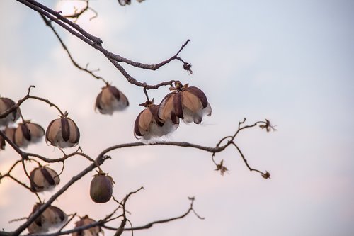 nature  winter  tree