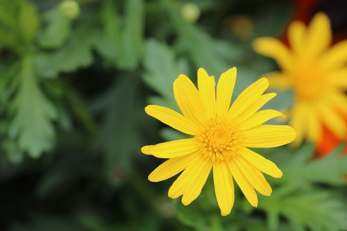 nature  plant  summer