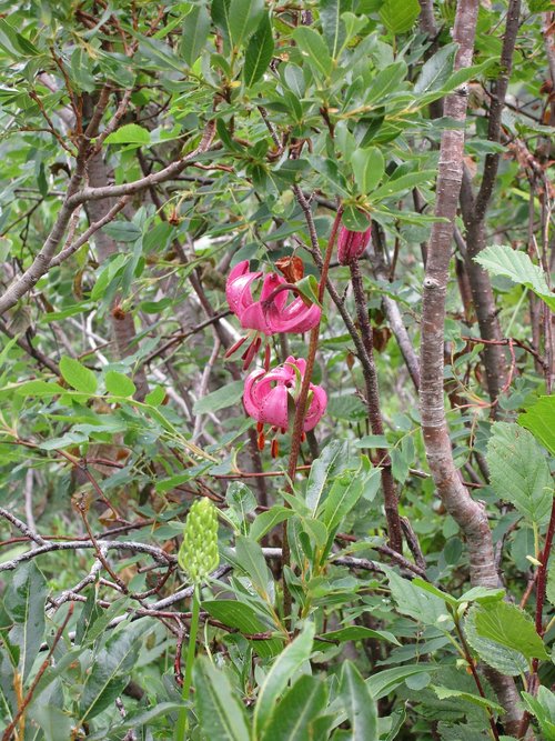 nature  flora  tree