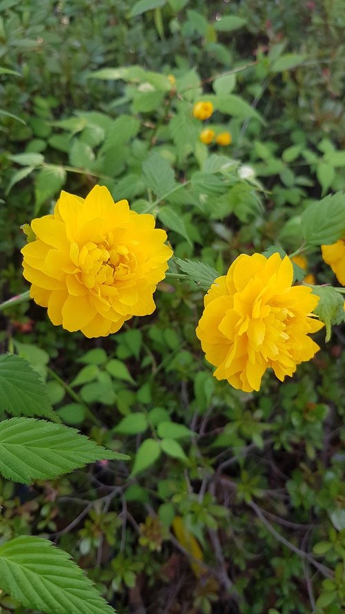 nature  plants  summer