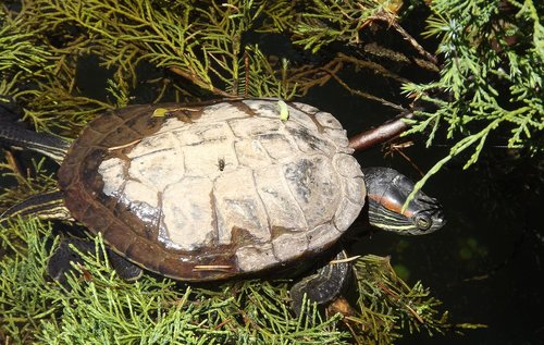 nature  reptiles  turtles