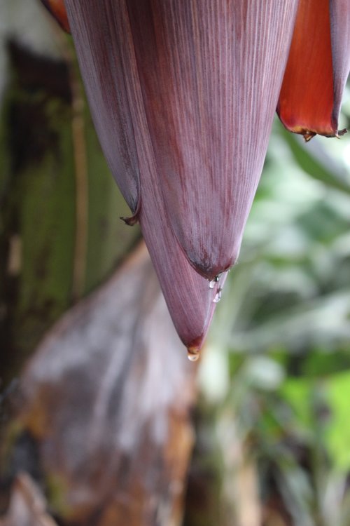 nature  plant