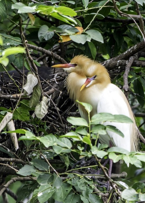 nature  bird  outdoors