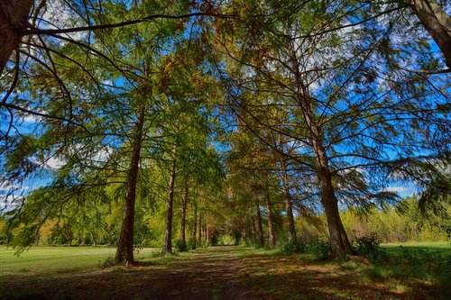 nature  tree  wood