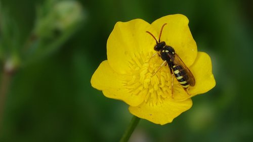 nature  insect  flower