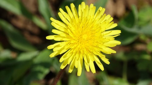 nature  plant  flower