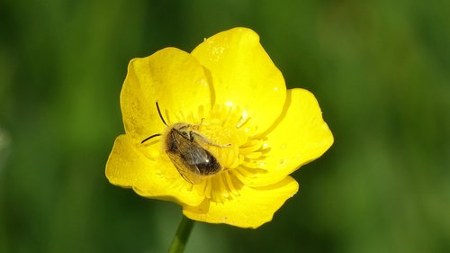 nature  flower  insect