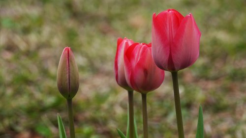 nature  flowers  plants