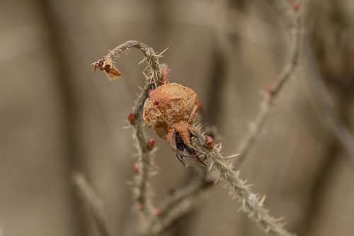 nature  rose hip  closeup