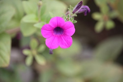 nature  flower  flora