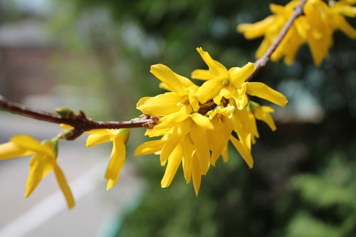 nature  plant  flower