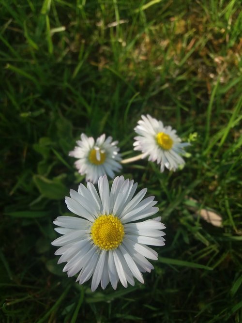 nature  flora  flower