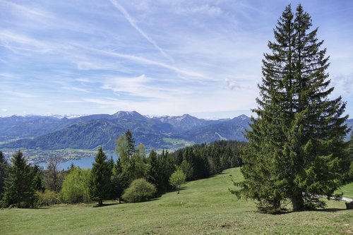 nature  landscape  tree