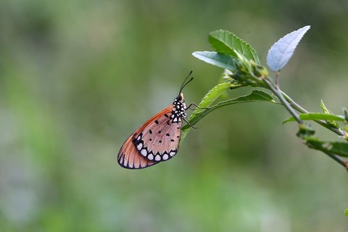 nature  butterfly  insect