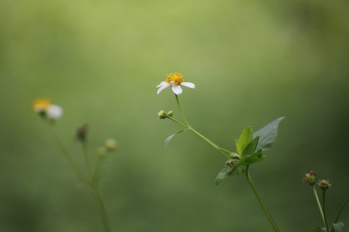 nature  flora  flower