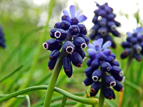 nature  summer  plant