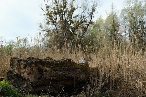 nature  tree  wood