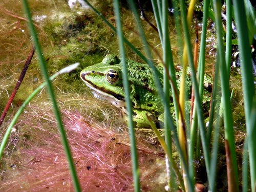 nature  animal world  amphibian