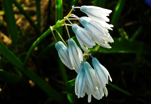 nature  flower  plant