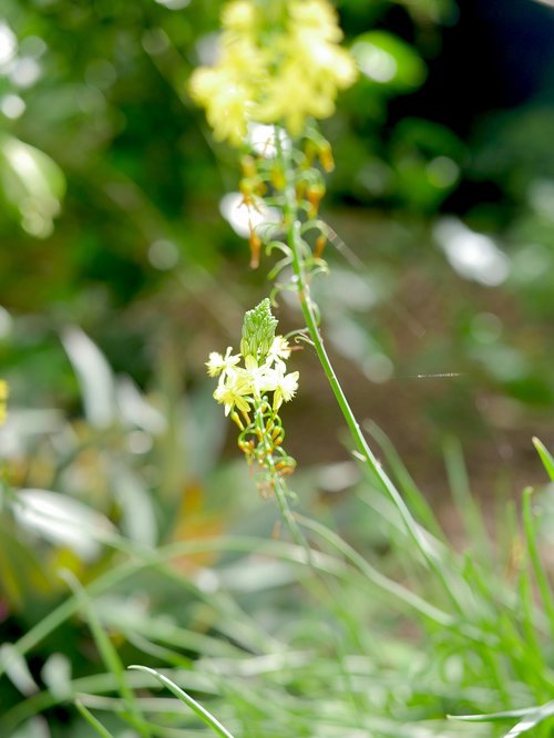 nature  flora  flower