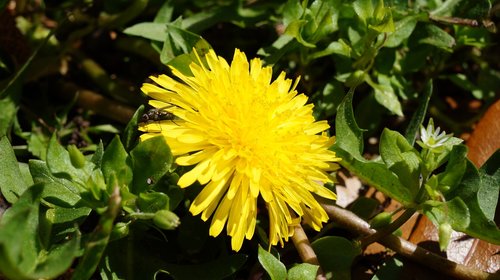 nature  flora  flower