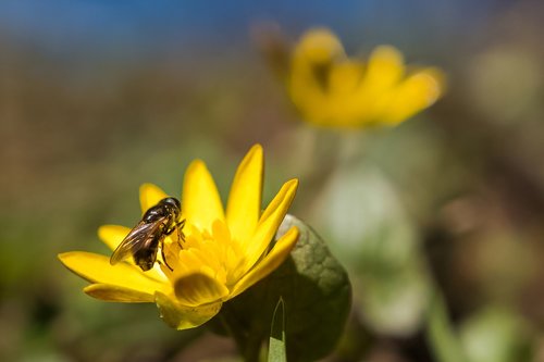 nature  insect  flora