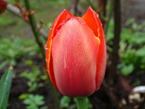 nature  flower  tulip