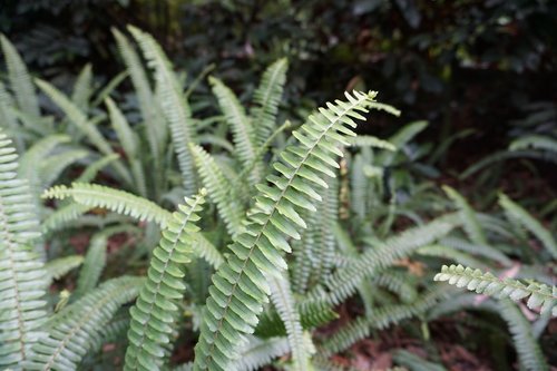 nature  plant  leaf