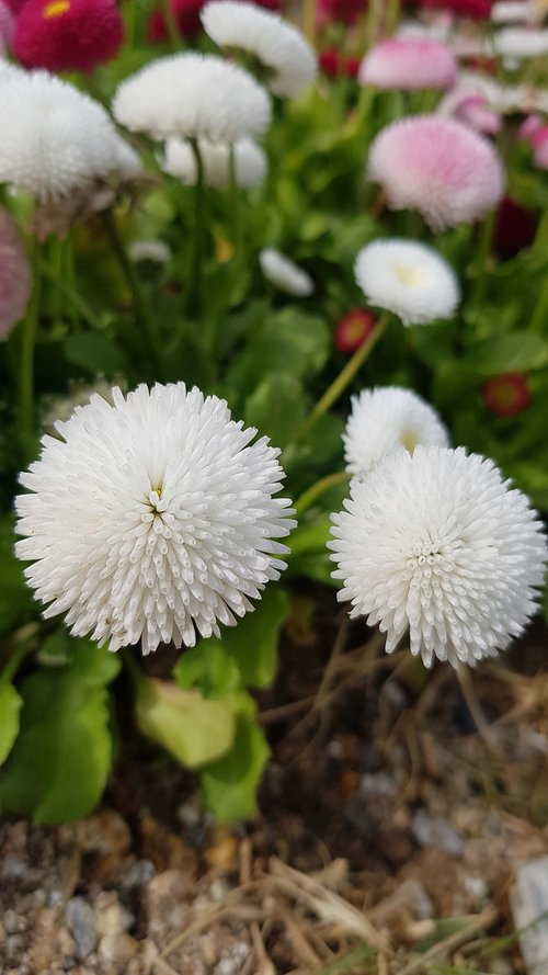 nature  plants  flowers